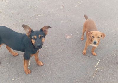 Divulga&ccedil;&atilde;o busca fam&iacute;lias dispostas a adotar as duas cachorrinhas ou oferecer um lar tempor&aacute;rio, garantindo seguran&ccedil;a, cuidado e carinho