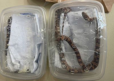 Respons&aacute;vel pela remessa de tr&ecirc;s serpentes da esp&eacute;cie Corn Snake foi autuado por maus-tratos e por introdu&ccedil;&atilde;o irregular de esp&eacute;cime animal