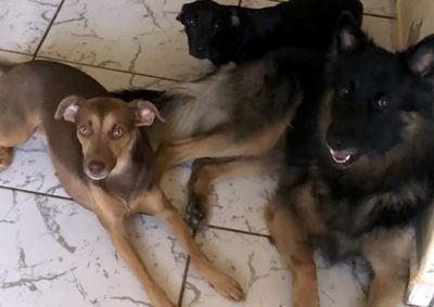 Os tr&ecirc;s c&atilde;es foram vistos pela &uacute;ltima vez na regi&atilde;o do Ouro Branco e San Martin, na tarde desta sexta