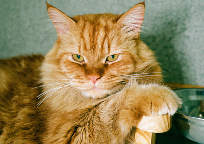 Ace &eacute; um gato de pelagem laranja e longa, de porte grande e castrado. Ele sumiu nas proximidades do Col&eacute;gio Global