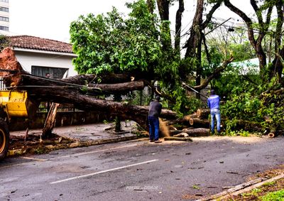 Cidade registra queda de &aacute;rvores e marquises, al&eacute;m de pontos de alagamento; Simepar aponta risco moderado para quarta-feira