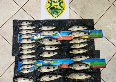 Doze piaus estavam abaixo do tamanho m&iacute;nimo permitido, e embarca&ccedil;&atilde;o e equipamentos de pesca foram apreendidos durante a fiscaliza&ccedil;&atilde;o
