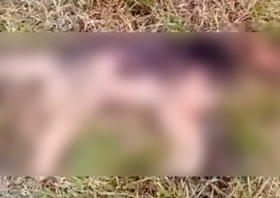 Animal foi encontrado com ferimento que teria sido causado por disparo de arma de fogo na cabe&ccedil;a.
