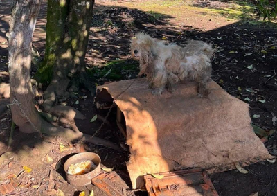 Segundo a Pol&iacute;cia Civil, imagens indicam que o animal permanecia preso no mesmo local desde 2022, sem abrigo e cuidados adequados.