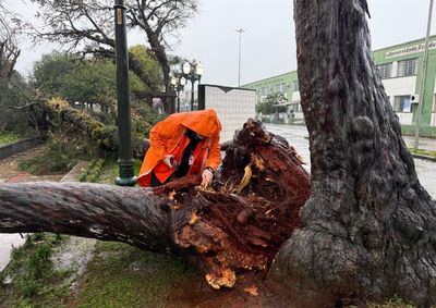 Vistoria apontou raiz comprometida. Chuvas intensas, solo encharcado e ventos contribu&iacute;ram para a queda da &aacute;rvore durante a madrugada.