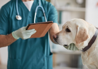 Tutores ainda podem inscrever c&atilde;es machos a partir de seis meses no Setor da Defesa Animal de Uni&atilde;o da Vit&oacute;ria.