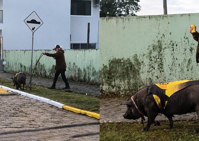 V&iacute;deo do animal caminhando ao lado do tutor fez sucesso nas redes sociais e arrancou risadas dos internautas.