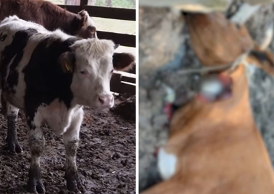 Pecuaristas relatam perdas frequentes, cobram a&ccedil;&otilde;es das autoridades e denunciam que criminosos abat&ecirc;m animais dentro das propriedades.