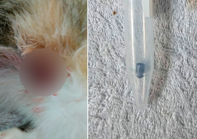 Tutora disse que um gato sobreviveu ap&oacute;s ter proj&eacute;til retirado, e aguarda esclarecimentos sobre a morte de outra felina.