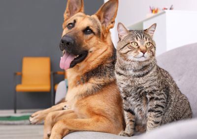 Decis&otilde;es determinam plant&atilde;o veterin&aacute;rio, reestrutura&ccedil;&atilde;o do setor de defesa animal e implanta&ccedil;&atilde;o de novo canil, com multas por descumprimento.