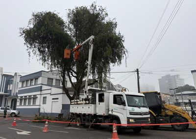 A&ccedil;&atilde;o envolve Defesa Civil, Meio Ambiente e Copel para reduzir riscos &agrave; popula&ccedil;&atilde;o e &agrave; rede el&eacute;trica.