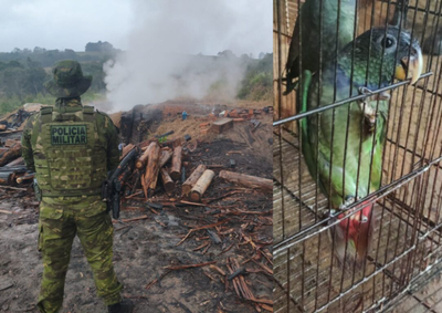 Pol&iacute;cia Militar Ambiental tamb&eacute;m encontrou aves silvestres mantidas sem autoriza&ccedil;&atilde;o e aplicou multas ao respons&aacute;vel.