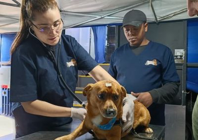 A&ccedil;&atilde;o aconteceu no estacionamento da Rodovi&aacute;ria Municipal e beneficiou protetores independentes e tutores de c&atilde;es e gatos
