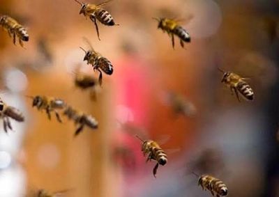 Segundo as informa&ccedil;&otilde;es repassadas pela corpora&ccedil;&atilde;o, os animais estavam em um canil quando foram atingidos pelo enxame