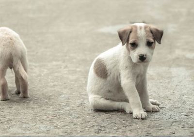 Pelo projeto, o abandono de animais com o uso de ve&iacute;culos passa a ser considerado uma infra&ccedil;&atilde;o grav&iacute;ssima