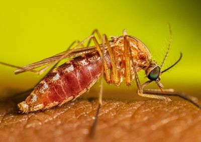 Dois pacientes apresentaram manifesta&ccedil;&otilde;es neurol&oacute;gicas. Investiga&ccedil;&atilde;o busca identificar onde ocorreu a infec&ccedil;&atilde;o.