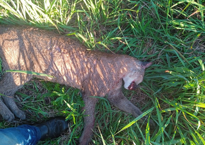 Caracter&iacute;sticas do animal s&atilde;o compat&iacute;veis com on&ccedil;a-parda, mas identifica&ccedil;&atilde;o depende de an&aacute;lise presencial de especialista.