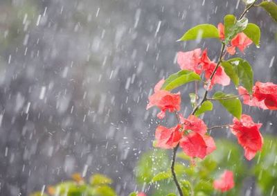 A esta&ccedil;&atilde;o das flores chega ao Hemisf&eacute;rio Sul nesta ter&ccedil;a-feira (22), &agrave;s 21h05