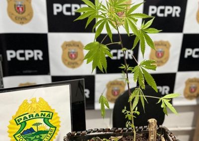 O homem que encontrou a planta foi qualificado como testemunha