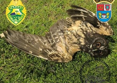 No local, os policiais encontraram uma "Coruja diabo" viva, por&eacute;m com a asa quebrada