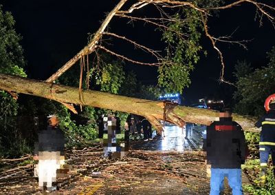 Queda de &aacute;rvores foi registrada na regi&atilde;o do Limoeiro, em Paulo Frontin, afetando o tr&aacute;fego na Rodovia do Xisto (BR-476)