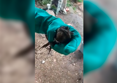 Moradora da localidade de Paci&ecirc;ncia dos Neves relata que encontrou o animal semanas ap&oacute;s avist&aacute;-lo pela primeira vez e afirma ter tentado buscar ajuda.