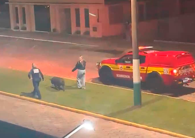  Animal conhecido na cidade foi visto na regi&atilde;o central neste domingo (25), em imagens que circulam nas redes sociais.
