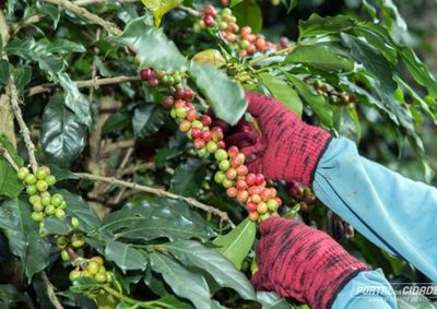 Caf&eacute; &eacute; o produto mais exportado por Vargem e os americanos s&atilde;o um dos principais compradores; outros setores na regi&atilde;o tamb&eacute;m preocupam. 