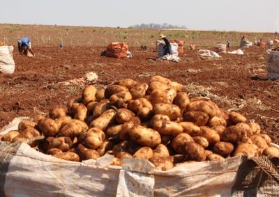 Segundo Cepea, pre&ccedil;os m&eacute;dios da batata &aacute;gata especial foram de R$ 49/saca no atacado de S&atilde;o Paulo, R$ 47/sc em Belo Horizonte e R$ 46/sc no Rio de Janeiro