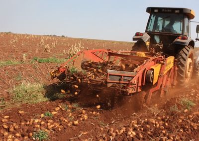Segundo Cepea, comercializa&ccedil;&atilde;o mais intensa da safra de inverno j&aacute; reflete nos mercados atacadistas e tend&ecirc;ncia &eacute; de novas quedas nas pr&oacute;ximas semanas