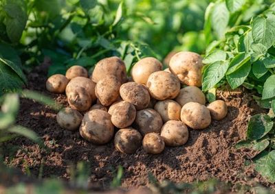 Levantamento do Hortifr&uacute;ti/Cepea aponta valoriza&ccedil;&atilde;o da batata ap&oacute;s chuvas em Vargem Grande do Sul e Sul de Minas