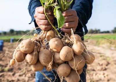 Expectativa &eacute; colher at&eacute; 35% da produ&ccedil;&atilde;o neste m&ecirc;s, com produtividade podendo chegar a 40 toneladas por hectare