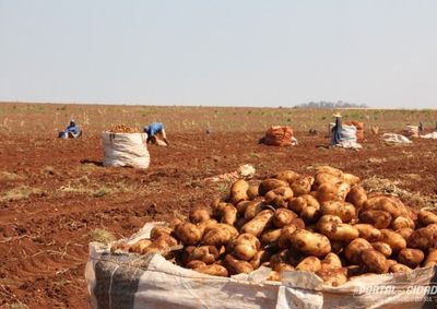 Pre&ccedil;os da batata &aacute;gata subiram at&eacute; 46% nos principais atacados do pa&iacute;s diante da menor oferta do produto