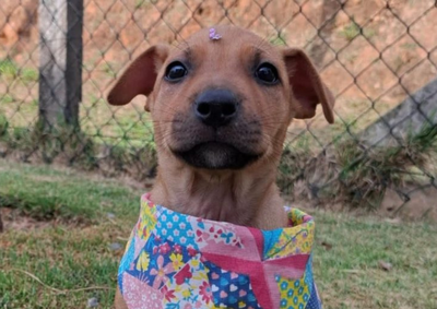 Prefeitura informa que c&atilde;es j&aacute; foram vermifugados e receberam a primeira dose de vacina