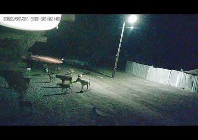 Pol&iacute;cia Civil investiga furtos de animais na zona rural de Buriti