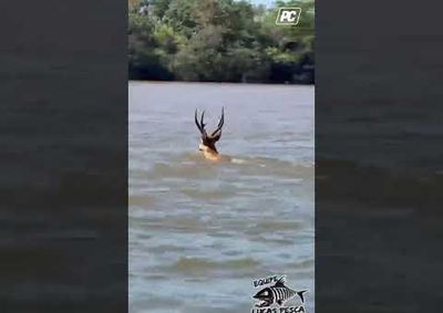 Cervo-do-pantanal &eacute; flagrado nadando no Porto Maring&aacute;, V&Iacute;DEO