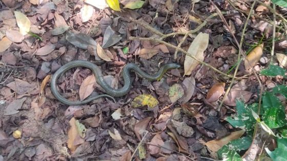 Papa-capim é o animal mais resgatado pela PM na Bahia