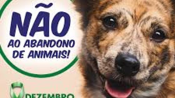 Abandono e maus-tratos aos animais é crime – CRMV-RJ