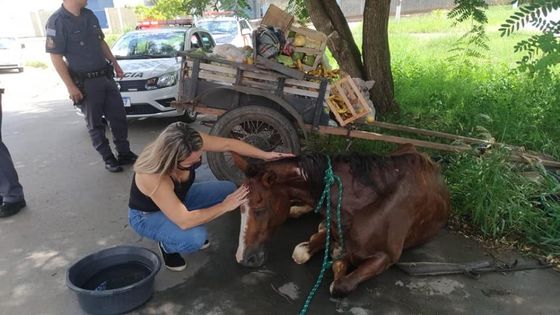 Prefeitura retira cavalo morto na encosta do Morro do Cantagalo, Rio de  Janeiro
