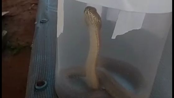 Moradora encontra cobra dentro de piscina vazia após cães latirem