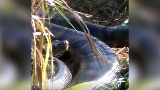 Vídeo mostra tentativa de socorrer uma capivara que ratejava pela