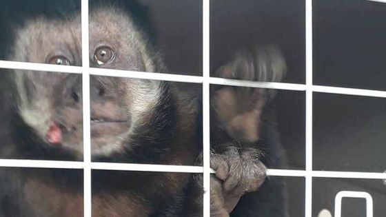 Macaco-prego ferido é resgatado pelo IAT de Cianorte e se recupera