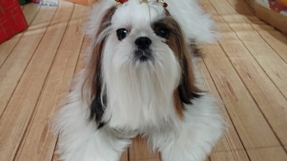 Tutora procura pela cachorrinha Cristal, desaparecida no Jardim ...