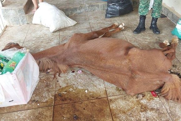 PM prende homem por maus-tratos ap&oacute;s &eacute;gua ser encontrada morta