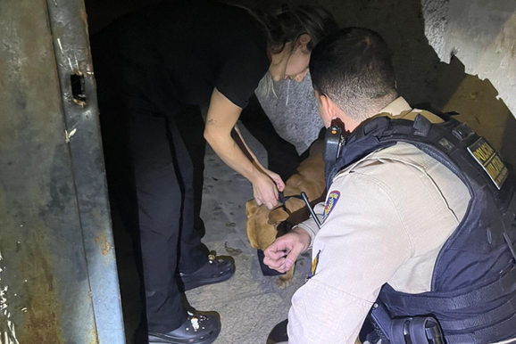 C&atilde;o &eacute; resgatado em im&oacute;vel investigado por tr&aacute;fico de drogas em Andradas