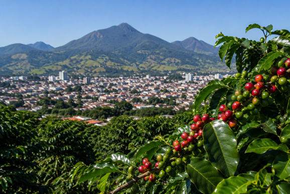 Queda da temperatura aumenta incid&ecirc;ncia de pragas urbanas e agr&iacute;colas em Andradas e regi&atilde;o