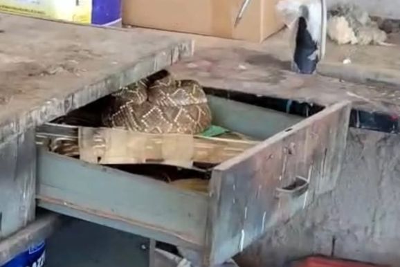 [V&iacute;deo] Bombeiros removem cascavel encontrada em com&eacute;rcio na zona rural de Andradas