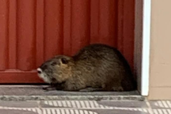 [V&iacute;deo] Rat&atilde;o-do-banhado &eacute; resgatado pelos Bombeiros em &aacute;rea urbana de Andradas