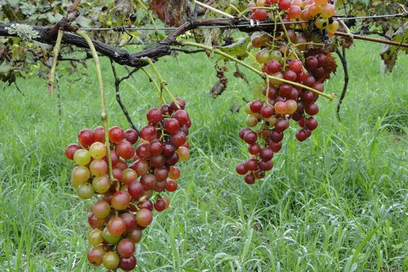 Andradas integra projetos da Epamig para fortalecimento da vitivinicultura no Sul de Minas