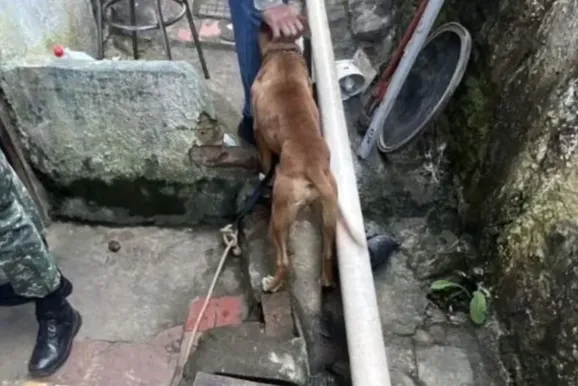 Duas mulheres s&atilde;o detidas pela PM ap&oacute;s den&uacute;ncia de maus-tratos a cachorros
